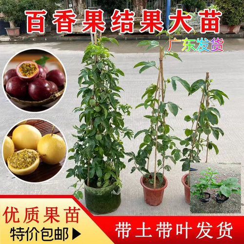 钦蜜9号百香果苗纯甜当年结果