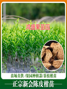 正宗新会陈皮柑茶枝柑小青柑普洱茶柑嫁接四会柑嫁接果树苗厚皮