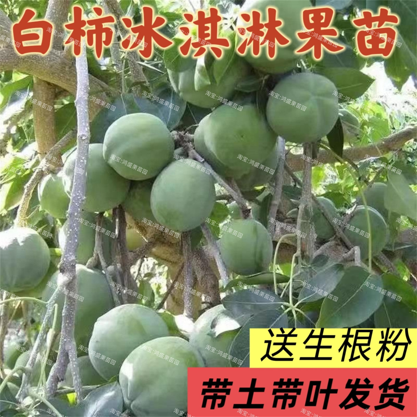 新品种白柿冰淇淋嫁接苗状元红果树苗金四季果苗皇冠冰淇淋果苗