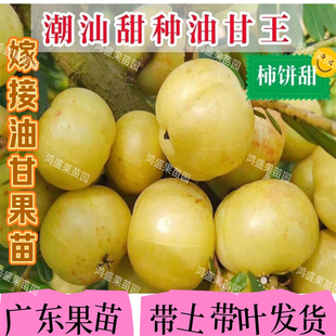 潮汕甜种大果油甘果树苗余甘果苗嫁接柿饼甜油甘苗新品种甜油柑苗