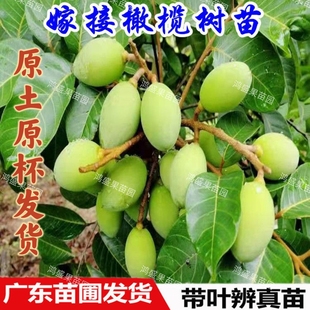 嫁接福建甜橄榄果苗青橄榄苗檀香果树苗原土杯带叶潮汕甜橄榄树苗