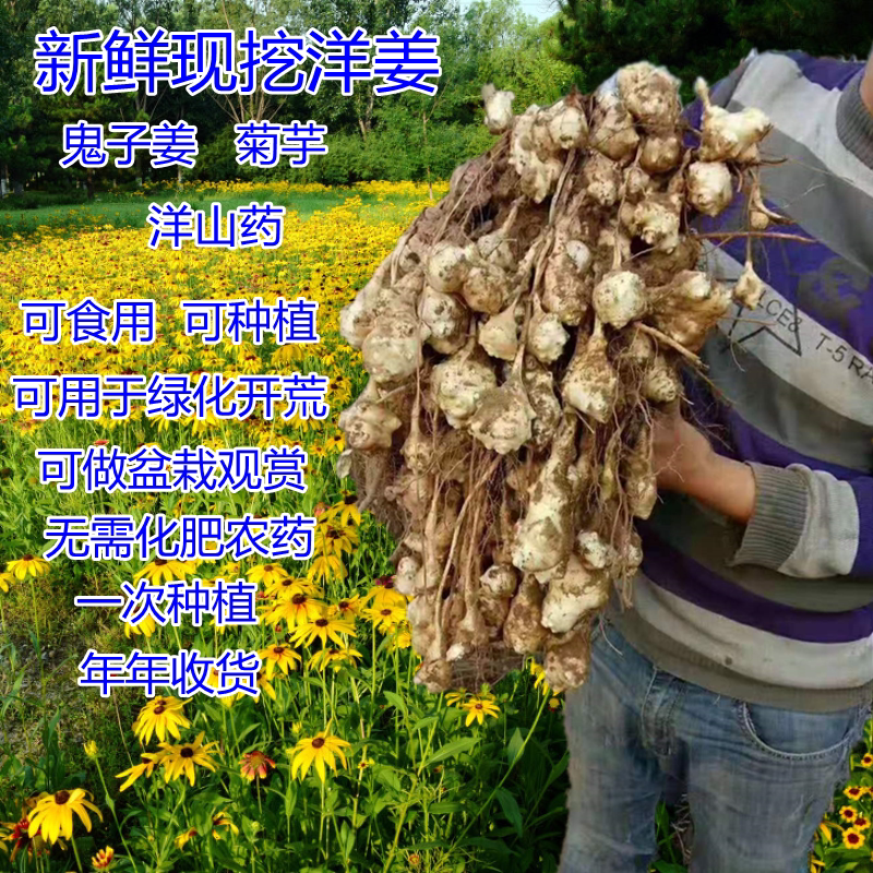 洋姜新鲜现挖野生鬼子姜河北菊芋种子姜不辣洋山药蔬菜野姜蔬菜姜