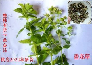 四川野生香龙草香浓草茶香炉草牛至香茶晒干150g包邮新货正品