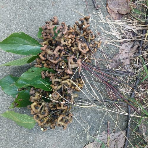 秦岭野生拐枣新鲜生吃泡酒材料金钩子万寿果枳椇子鸡爪梨当季水果