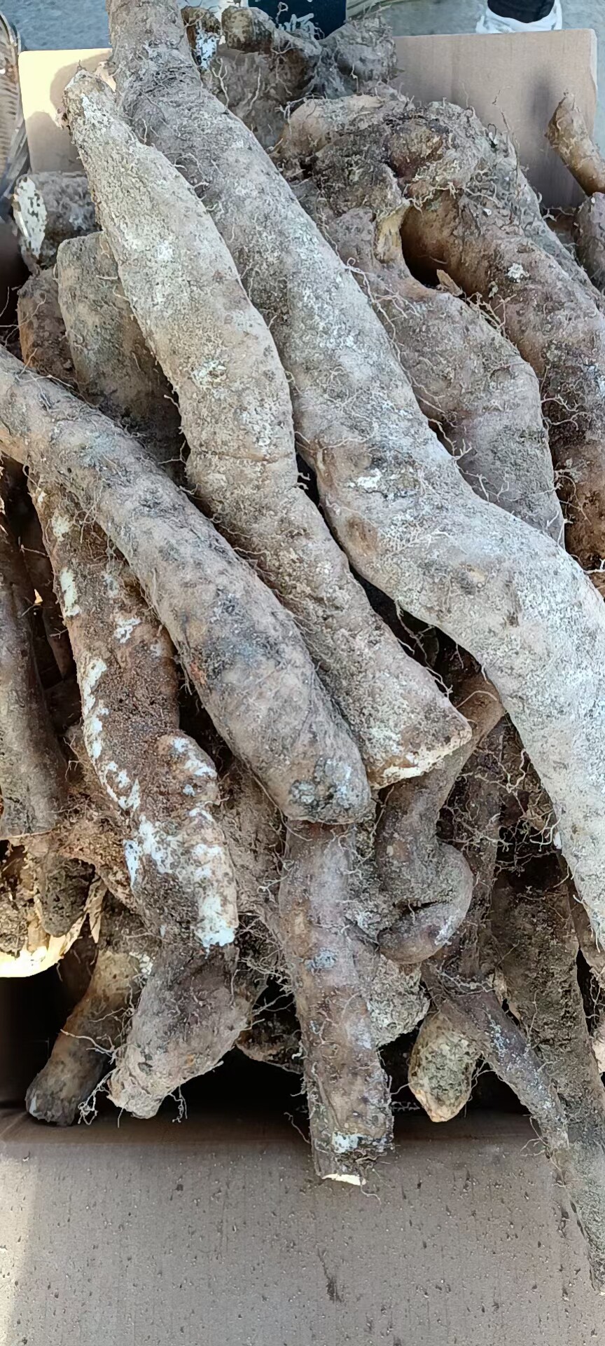 秦岭深山野生山药新鲜现挖现发绵糯香山药煲汤淮山药5斤装包邮