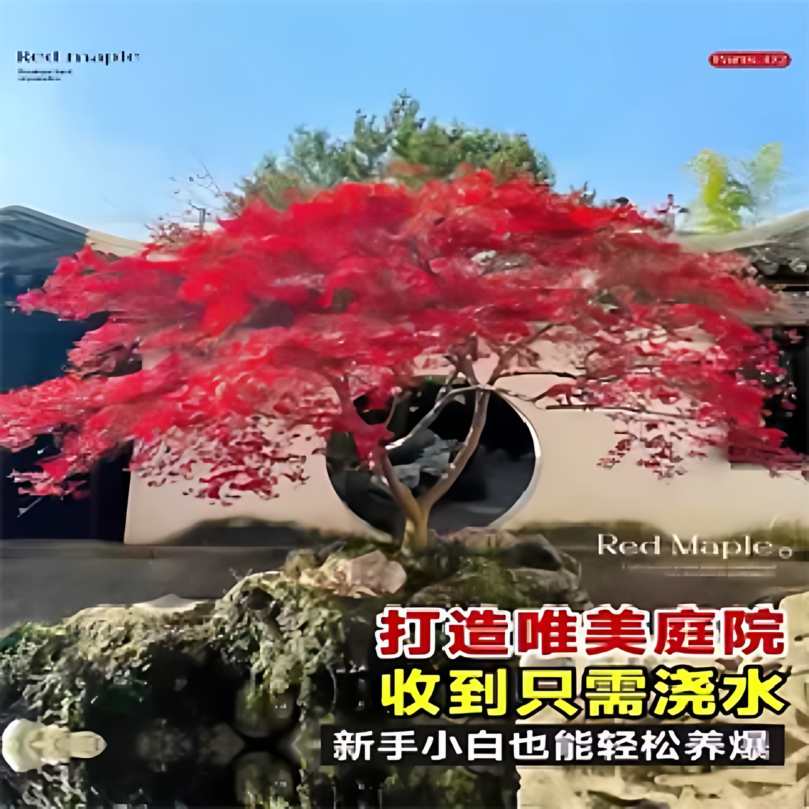 日本红枫树苗四季红舞姬老桩盆栽盆景庭院别墅绿化植物苗室外耐寒