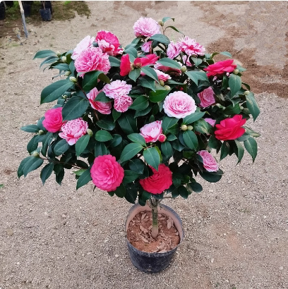 香妃山茶花盆栽带花苞花卉植物图片
