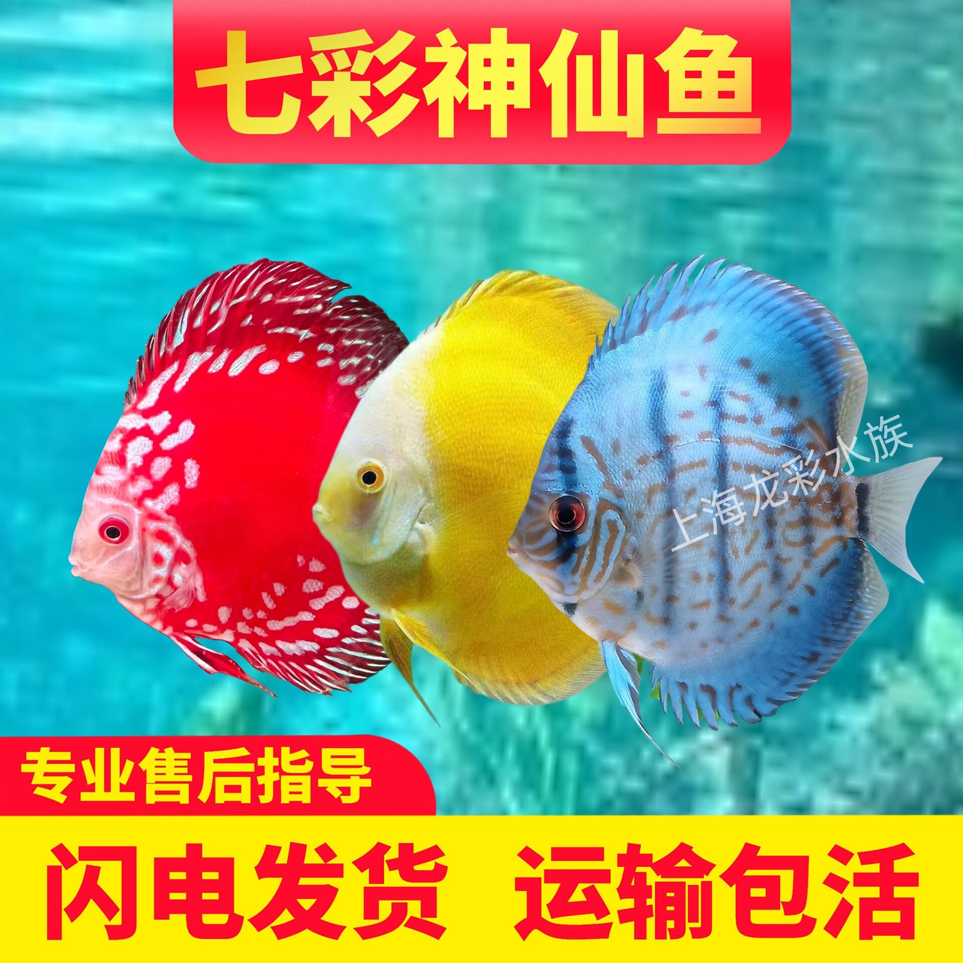 七彩神仙鱼热带观赏鱼中小型燕鱼财神鸽子活体淡水鱼高品质好养
