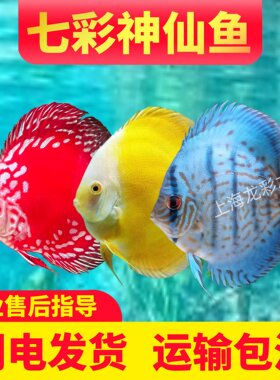 七彩神仙鱼热带观赏鱼中小型燕鱼财神鸽子活体淡水鱼高品质好养