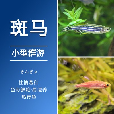 热带观赏鱼活体红斑马鱼渔场蓝斑马小型鱼饲料鱼水族世界草缸-封面