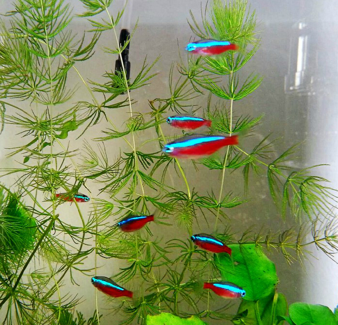 宝莲灯鱼活体10条热带观赏鱼水族世界草缸群游小型灯科鱼包活红绿