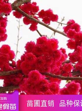 中国红樱花树苗日本晚樱南方北方种植盆栽地栽开花庭院绿化树苗