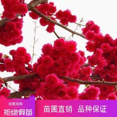 中国红樱花树苗日本晚樱南方北方种植盆栽地栽开花庭院绿化树苗