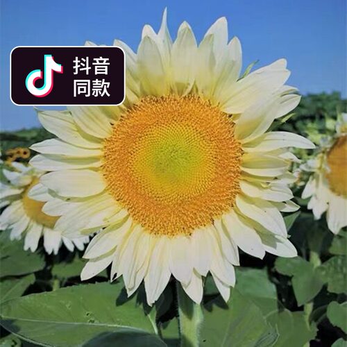 葵花籽种子价格 葵花籽种子图片 星期三