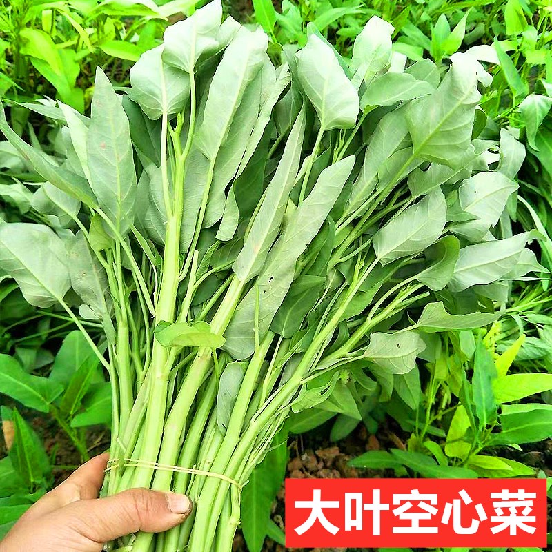 心菜,割心菜(第10页)_大山谷图库