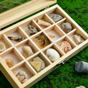 天然古生物海洋生物化石标本套装 矿物矿石原石儿童科学探索玩具