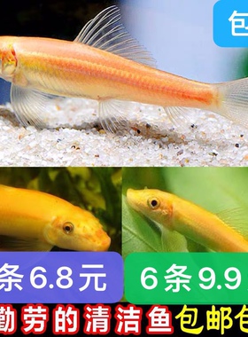 清道夫鱼金苔鼠鱼鱼缸清洁鱼热带鱼观赏鱼好养工具鱼垃圾鱼淡水鱼
