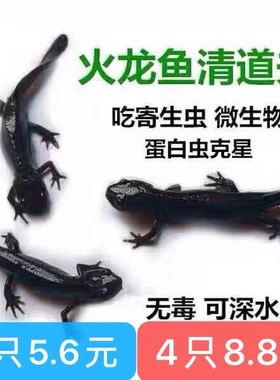 小火龙活体鱼冷水鱼清道夫蝾螈金鱼冷水鱼观赏鱼小型鱼缸清洁六角