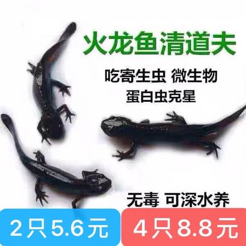 小火龙活体鱼冷水鱼清道夫蝾螈金鱼冷水鱼观赏鱼小型鱼缸清洁六角