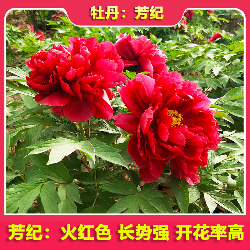 牡丹花苗芳纪秋天发货观赏重瓣火红色国旗红盆栽地栽庭院当年开花