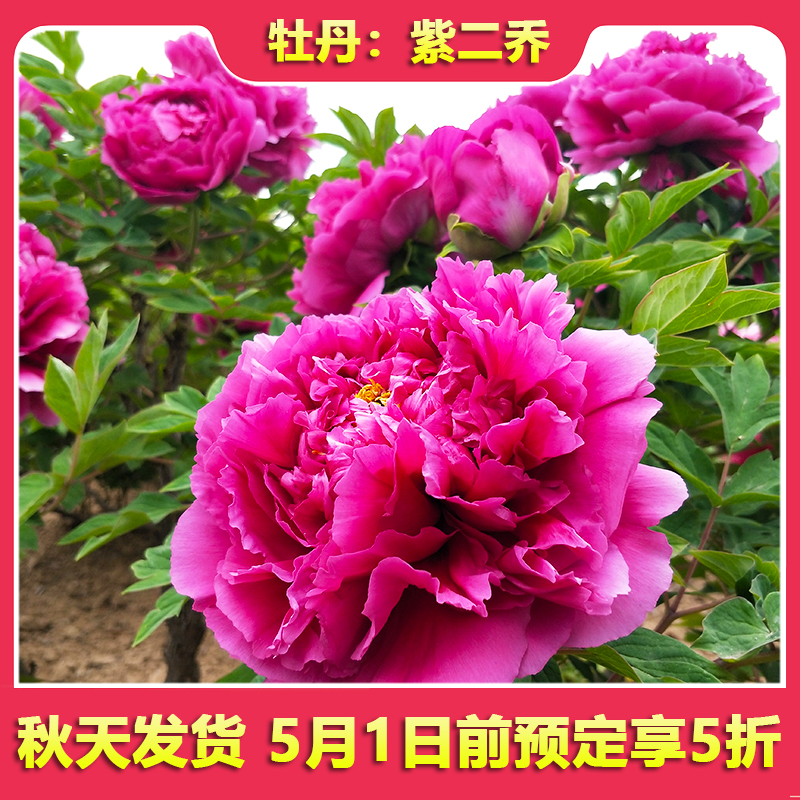 牡丹大苗洛阳红紫二乔正宗洛阳牡丹盆栽新品花园阳台种植当年开花