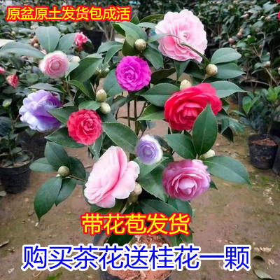 山茶花盆栽树苗香妃五色赤丹十八学士浓香型室内庭院四季耐冬茶花 茶花名品 淘优券