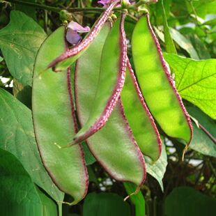 扁豆苗 青的红扁豆苗红扁豆种子紫红色眉豆高产早熟种苗四季播种