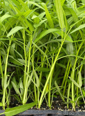 秧苗春季四季种植空心菜苗子高产