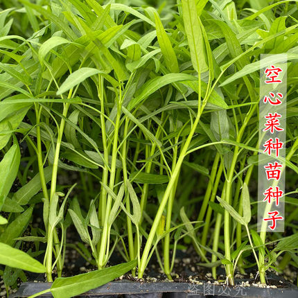 空心菜苗阳台盆栽四季春季种植高产玉米苗豆角耐热带根蔬菜苗种子