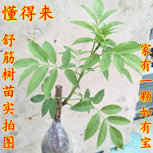 舒筋活血庭院盆栽地栽绿化树苗