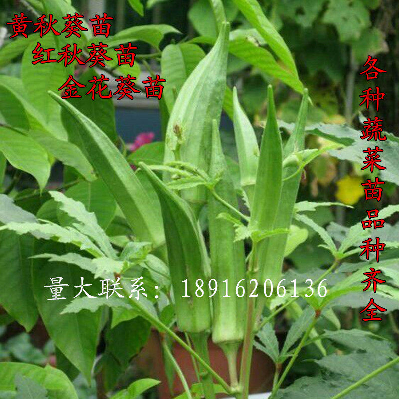 四季豆角苗蔬菜苗秧苗四季易种植