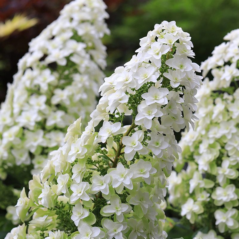 栎叶绣球和声雪花大苗重瓣庭院露台耐寒耐热花卉绿植地栽花园植物