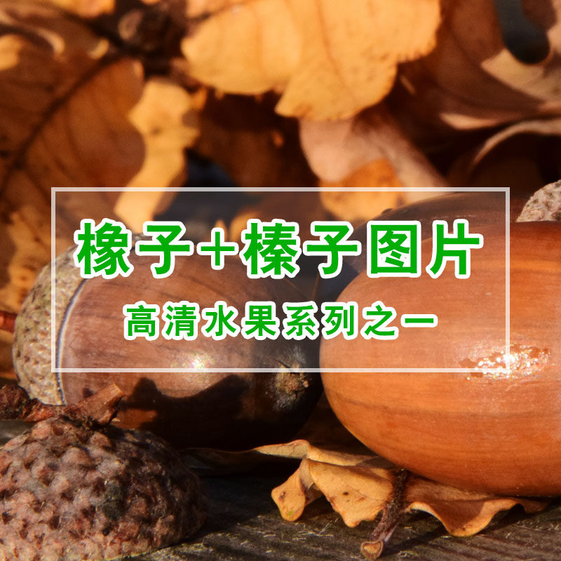 高清水果橡子 榛子图片 精选平面设计 海报 电商 生鲜果素材资料