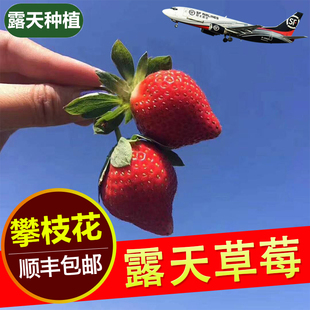 【顺丰空运】攀枝花露天冬草莓新鲜采摘露天种植口感天然产地直发