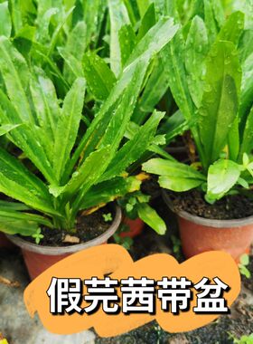 刺芫荽苗 假芫茜苗带盆载好野生香菜苗泰国大香菜苗益肝草鹅芥菜