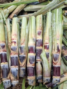 20根每根3到5芽广西黑皮甘蔗种子水果甘蔗种苗种植种籽红皮紫皮苗