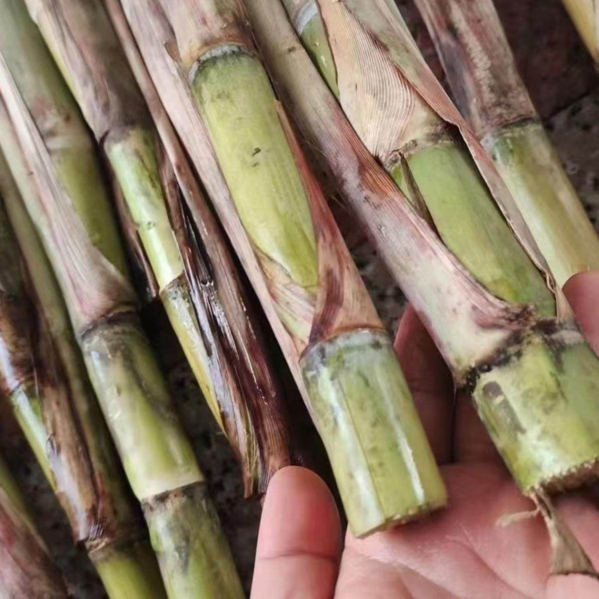10根每根3-6芽广西玉林黄皮水果甘蔗种苗青皮甘蔗秧尾巴甘蔗梢顶图片