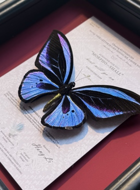 绿鸟翼闪蝶平替真蝴蝶手工标本相框摆件生日礼物男生礼物女生礼物