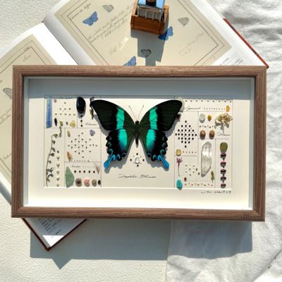 爱神凤蝶高定蝴蝶标本小众礼物