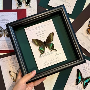 绿带翠凤蝶真蝴蝶标本相框摆台手工礼物生日礼物家居装饰画可挂墙