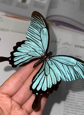 创意波浪德闪蝶平替真凤蝶标本相框摆件手工DIY生日礼物家居装饰