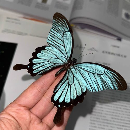 山意SHALL真蝴蝶标本闪蝶平替