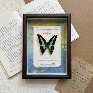 绿带翠凤蝶真蝴蝶标本相框摆件成品高级装饰画创意生日礼物送女友
