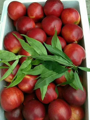 新鲜水果安徽砀山油桃自家果园现摘现发香甜脆甜可口包邮