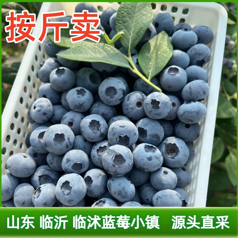 山东蓝莓新鲜蓝莓鲜果沂蒙山产地当天采摘发货新鲜水果临沭蓝莓