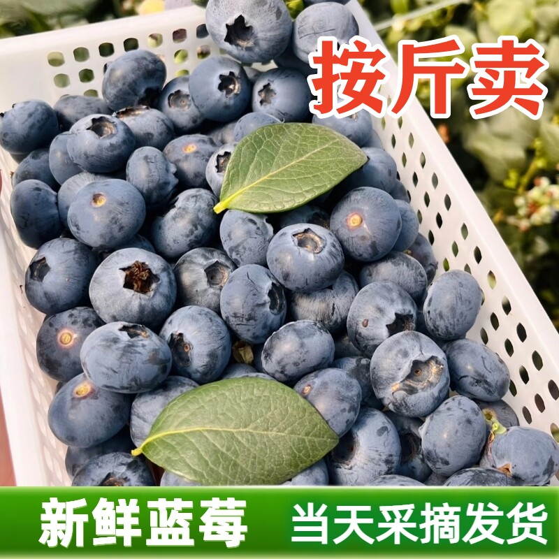 新鲜蓝莓鲜果当季山东蓝莓水果产地直发好吃蓝莓特大果品种推荐