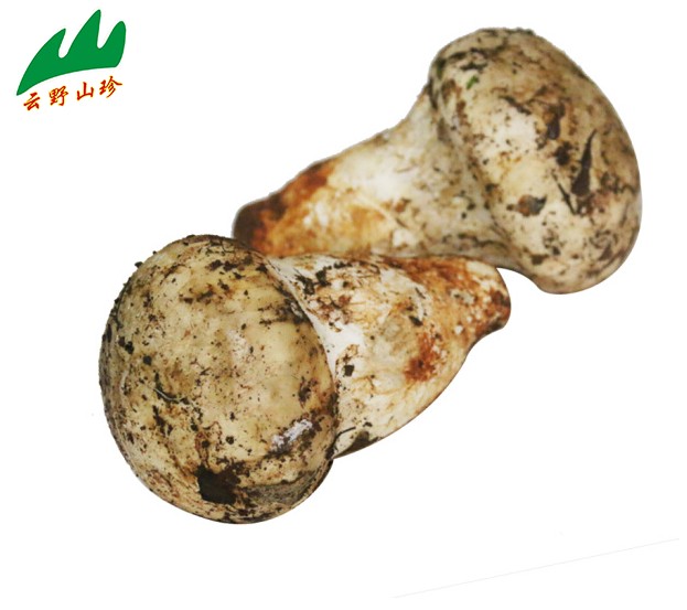 云野山珍松苞菇新鲜野生仙松苞菌250克鲜菌菇蘑菇全店4份起卖包邮