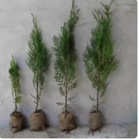 侧柏树苗 扁侧柏树香柏树苗庭院