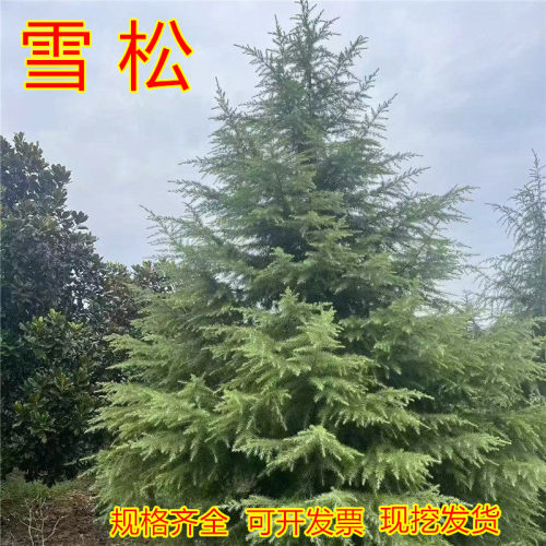 雪松树苗四季常青松树苗小苗耐寒
