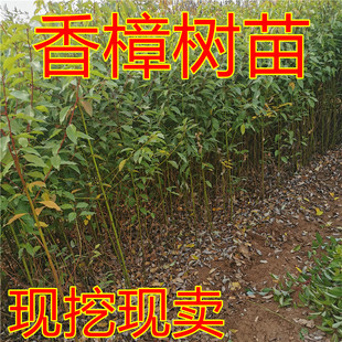 直销绿化苗木 香樟树苗/香樟苗 龙脑樟树苗 香樟小苗驱蚊树